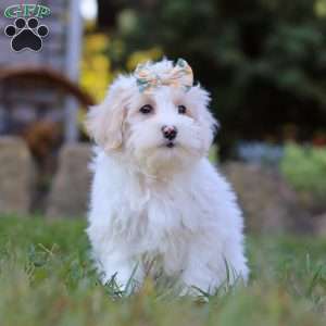 Willow, Maltipoo Puppy